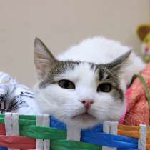 Кошечка Лена ищет дом и надежного друга, в Москве