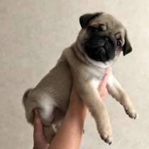 Мопс Курган, в Кургане