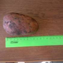 Картофель, в Краснодаре