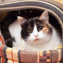 Трехцветная красавица Орхидея, в Москве