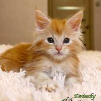 Maine Coon Male, в г.Каунас