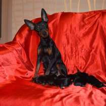 Щеночки Карликового пинчера (цвергпинчера), в Рыбинске