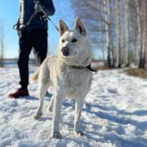 Красивая собака Белка в добрые руки, в Москве