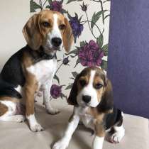 БигльТула, в Туле