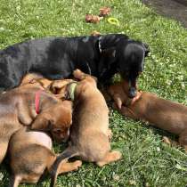 Sale of dachshund puppies, в г.Вустер