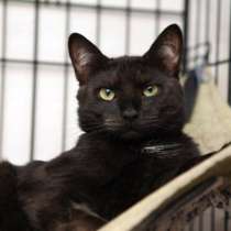 Обаятельный Никс ищет дом, в Москве