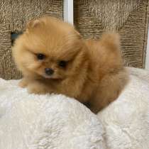 Померанский шпиц мини мишка плюшевый щенки, в г.Варшава