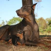 Доберман Псков, в Пскове