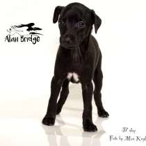 Piccolo levriero italiano, в Москве