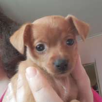 Той терьер щенки, в Москве