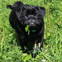 Мальчик мопс, в Красногорске