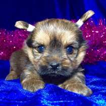 Щеночки хаски черно-белые голубоглазые, в Костроме