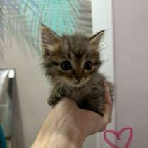 Подкинули котят ?отдаем в добрые руки, в Якутске