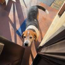 Ищет хозяина потерялся, в Белореченске