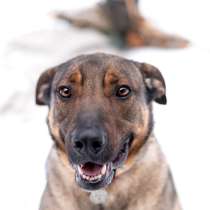 Хан. Сочетание грозного вида и добрейшего сердца, в Москве