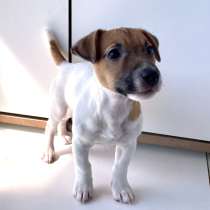 Jack Russell Terrier, в г.Кишинёв