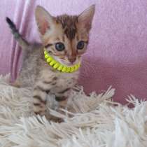 Kitten Bengal, в г.Mullheim