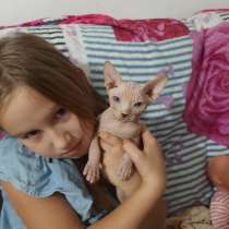 Мальчик канадского сфинкса, в г.Ашдод