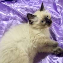 Котенок Невский маскарадный, в Санкт-Петербурге