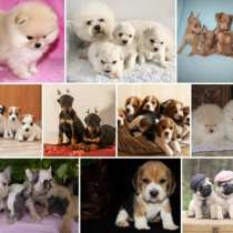 Питомник щенков Красноярске, в Красноярске