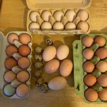 Яйцо куриное домашнее, в Дедовске
