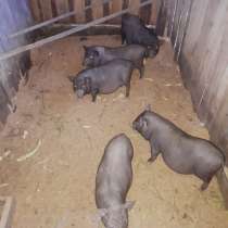 Продам свиней, в Хабаровске