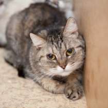 Самая милая кошечка Мила, в Москве