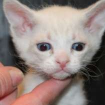 Продабтся котята, в Санкт-Петербурге