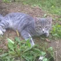 Котенок от британской кошки, в Москве