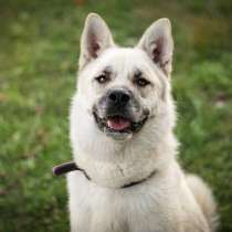 Суровый снаружи. Добрый внутри!, в Москве