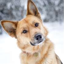 Надёжный, ласковый, весёлый друг - собака Лиса! Ищет дом, в Москве