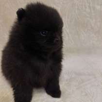 Померанский шпиц, в г.Берлин