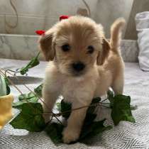 Щенки эстонской гончей, в Краснодаре