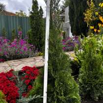 Туи, в Нальчике