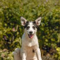 Щенки метисы овчарки в добрые руки, в Москве
