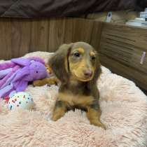 Такса миниатюрная длинношерстная, в г.Ереван