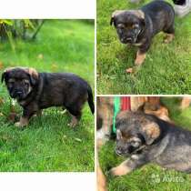 Милые домашние крошки-щенки в добрые руки, в Москве