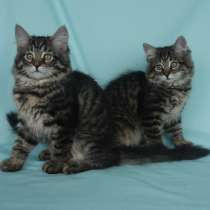 Традиционные Сибирские котята, в Москве