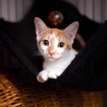 Хрупкая Лили ищет дом, в Москве