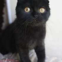 Шотландские котята, в Москве