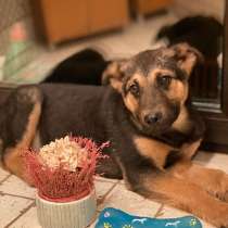 Щенок Бари, метис овчарки, ищет дом!, в Москве