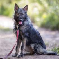 Смешная собачка ищет дом, в Электростале