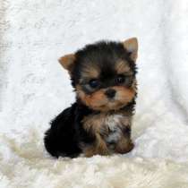 Йоркширский терьер Вологда, в Вологде