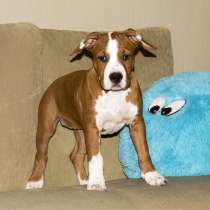 Щенки амстаффа, в Санкт-Петербурге