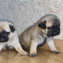 Мопс Благовещенске, в Благовещенске