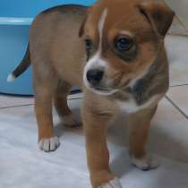 Отдам в добрые руки щенок, в Москве