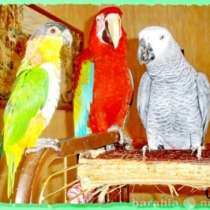 Элитпопугаи из питомника "МНП", в Москве