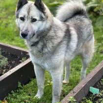 Молодой пёс ждет своего хозяина!, в Санкт-Петербурге