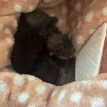 Котята, в Сочи