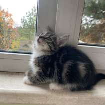 Котята, в Москве